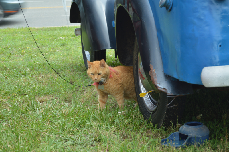 Illustration for article titled CAR SHOW photodump